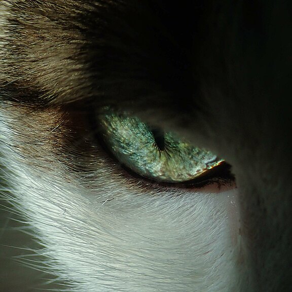 close-up-photo-of-cat-s-eye-3324591.jpg 