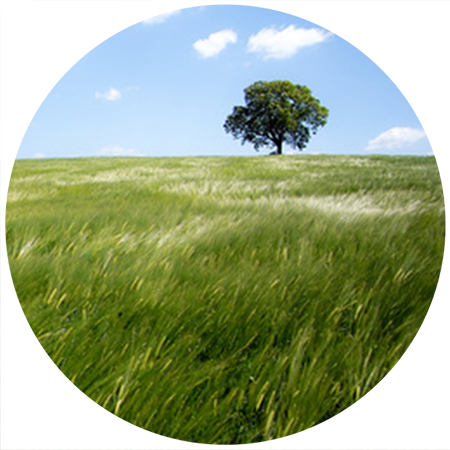 Naturbestattung Naturbestattung